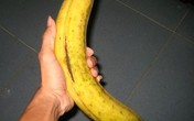 Một trái chuối nặng hơn nửa ký, muốn ăn phải...luộc Một trái chuối nặng hơn nửa ký, muốn ăn phải...luộc