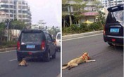 Bị săn lùng gắt gao vì dùng xe kéo lê chó tới gần chết Bị săn lùng gắt gao vì dùng xe kéo lê chó tới gần chết