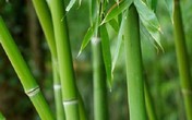 Bí quyết phong thủy đơn giản để cải tạo vận mệnh Bí quyết phong thủy đơn giản để cải tạo vận mệnh