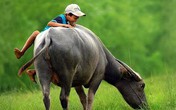 Thâm cung bí sử (70 - 1): Nước mắt đại gia Thâm cung bí sử (70 - 1): Nước mắt đại gia