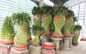 Làm cây phát lộc: Thất mùa cũng thu lời Làm cây phát lộc: Thất mùa cũng thu lời