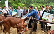 Điều đặc biệt ở chương trình “Bò giống giúp người nghèo biên giới” Điều đặc biệt ở chương trình “Bò giống giúp người nghèo biên giới”
