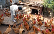 Chiêu rửa độc cá, gà trước khi ra chợ Chiêu rửa độc cá, gà trước khi ra chợ
