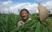 Anh hùng Hồ Giáo qua đời Anh hùng Hồ Giáo qua đời
