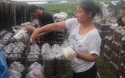 Bí quyết làm giàu của “nữ hoàng” mộc nhĩ Bí quyết làm giàu của “nữ hoàng” mộc nhĩ