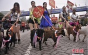 Dắt dê đi diễu hành để chào đón năm mới Ất Mùi Dắt dê đi diễu hành để chào đón năm mới Ất Mùi