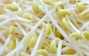 3 sai lầm khiến giá đỗ trở nên nguy hại cho sức khỏe 3 sai lầm khiến giá đỗ trở nên nguy hại cho sức khỏe