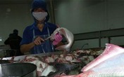Vạch trần loại "thần dược" tăng trọng trong cá, mực Vạch trần loại "thần dược" tăng trọng trong cá, mực