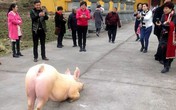 Lợn quỳ gối trước cửa chùa Lợn quỳ gối trước cửa chùa