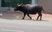 Cảnh sát nổ súng bắn chết trâu điên, giải cứu 2 người bị mắc kẹt trong nhà Cảnh sát nổ súng bắn chết trâu điên, giải cứu 2 người bị mắc kẹt trong nhà
