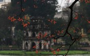 Hà Nội đẹp dịu dàng sau những ngày mưa phùn, chồi cây hé nụ Hà Nội đẹp dịu dàng sau những ngày mưa phùn, chồi cây hé nụ