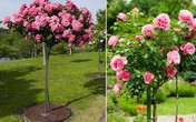 Hoa hồng tree rose giá đắt bỏng tay có gì lạ? Hoa hồng tree rose giá đắt bỏng tay có gì lạ?