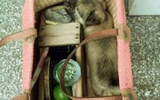 Bức ảnh chú chó nằm trong chiếc giỏ của cậu bé đánh giày gây xúc động Bức ảnh chú chó nằm trong chiếc giỏ của cậu bé đánh giày gây xúc động