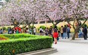Hoa ban đẹp nao lòng, giới trẻ Hà Thành nô nức chụp hình Hoa ban đẹp nao lòng, giới trẻ Hà Thành nô nức chụp hình