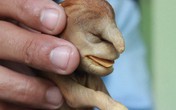 Chó hình đầu voi ngâm rượu 17 năm vẫn còn nguyên Chó hình đầu voi ngâm rượu 17 năm vẫn còn nguyên