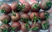 Ăn cà chua lạ, đắt gấp 10 vẫn tranh nhau mua Ăn cà chua lạ, đắt gấp 10 vẫn tranh nhau mua