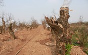 Người trồng đào lại lo mất Tết Người trồng đào lại lo mất Tết