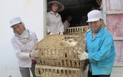 Tan hoang “thủ phủ” gà công nghiệp Tan hoang “thủ phủ” gà công nghiệp