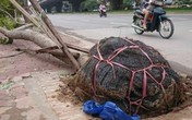 Xử lý đơn vị sai phạm vụ cây bật gốc lộ bầu đất bọc nilon Xử lý đơn vị sai phạm vụ cây bật gốc lộ bầu đất bọc nilon