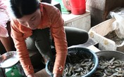 Dễ mất mạng vì ăn tôm sống, ốc sên Dễ mất mạng vì ăn tôm sống, ốc sên
