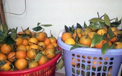 Gái công sở liều vay tiền tỷ buôn đồ Tết Gái công sở liều vay tiền tỷ buôn đồ Tết
