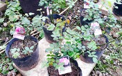 Hoa hồng Nhật 1,5 triệu/cây tặng chị em ngày 8/3 Hoa hồng Nhật 1,5 triệu/cây tặng chị em ngày 8/3