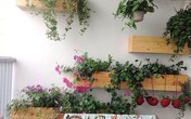 Người Hà Nội chi tiền mang bóng xanh vào nhà Người Hà Nội chi tiền mang bóng xanh vào nhà