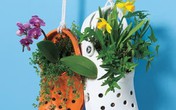 Không gian sống độc đáo bằng những loại cây được trồng vào giày cũ Không gian sống độc đáo bằng những loại cây được trồng vào giày cũ
