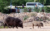 Heo rừng thả rông giữa Sài thành hoa lệ