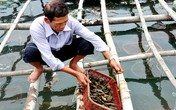Nuôi hàu sữa lãi trăm triệu mỗi năm ở vùng biển Sa Huỳnh Nuôi hàu sữa lãi trăm triệu mỗi năm ở vùng biển Sa Huỳnh