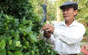 Vườn kiểng độc của chủ nhân cặp khế 7 tỷ đồng Vườn kiểng độc của chủ nhân cặp khế 7 tỷ đồng