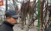 Xem đào rừng về Thủ đô, giá cao ngất ngưởng Xem đào rừng về Thủ đô, giá cao ngất ngưởng