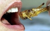 Ăn côn trùng tốt hơn ăn thịt Ăn côn trùng tốt hơn ăn thịt