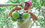 Vườn bưởi hồ lô chưng Tết 10 triệu đồng 4 quả ở Đồng Nai Vườn bưởi hồ lô chưng Tết 10 triệu đồng 4 quả ở Đồng Nai