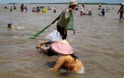 Ngư dân miền Tây đổ xô cào sò huyết kiếm tiền triệu Ngư dân miền Tây đổ xô cào sò huyết kiếm tiền triệu