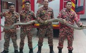 Kinh hoàng phát hiện rắn hổ mang dài 12 mét trong nhà Kinh hoàng phát hiện rắn hổ mang dài 12 mét trong nhà