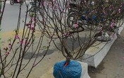 Cái Tết thê thảm của người trồng đào: "Lãi 6 nghìn 420 đồng/ngày" Cái Tết thê thảm của người trồng đào: "Lãi 6 nghìn 420 đồng/ngày"