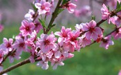 Bí quyết giữ hoa đào tươi lâu đón Tết Bí quyết giữ hoa đào tươi lâu đón Tết