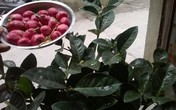 Cây cảnh gắn bằng nhựa, đinh tái xuất dịp gần Tết Cây cảnh gắn bằng nhựa, đinh tái xuất dịp gần Tết