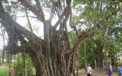 Chuyện kỳ lạ về những “cụ cây thần” hàng trăm năm tuổi Chuyện kỳ lạ về những “cụ cây thần” hàng trăm năm tuổi