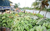 Trung Quốc ngưng mua, chuối miền Tây còn 3.000 đồng một nải Trung Quốc ngưng mua, chuối miền Tây còn 3.000 đồng một nải