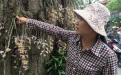 Trải lòng của những phận người mưu sinh dưới gốc cây chốn Hà thành Trải lòng của những phận người mưu sinh dưới gốc cây chốn Hà thành