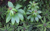Cây thất diệp “vống” giá nhờ tin đồn đặc trị ung thư Cây thất diệp “vống” giá nhờ tin đồn đặc trị ung thư
