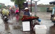 Trái cây rớt giá, lắm kẻ cười, nhiều người khóc! Trái cây rớt giá, lắm kẻ cười, nhiều người khóc!