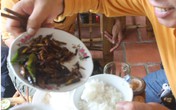 Ăn bọ xít xong, gần 40 người theo nhau nhập viện Ăn bọ xít xong, gần 40 người theo nhau nhập viện