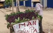 Mận tím “khủng” đột lốt Sapa bán ngập phố Mận tím “khủng” đột lốt Sapa bán ngập phố