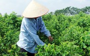 Công dụng của rau ngót với trẻ nhỏ Công dụng của rau ngót với trẻ nhỏ