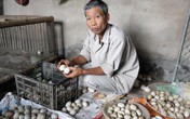 Hải Phòng: Hai vạn quả trứng vịt bị trả về, hàng chục hộ dân điêu đứng Hải Phòng: Hai vạn quả trứng vịt bị trả về, hàng chục hộ dân điêu đứng