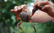 Ăn phải cua đá, một bé trai tử vong tại chỗ Ăn phải cua đá, một bé trai tử vong tại chỗ