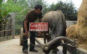 Dị nhân xứ Nghệ có biệt tài... “nói chuyện” với trâu, bò Dị nhân xứ Nghệ có biệt tài... “nói chuyện” với trâu, bò